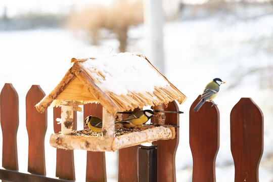 A bird feeder covered in snow, with three tits on it. In the background, you can see a winter landscape with blurred light. This is a scene of winter bird feeding in a home garden.