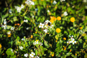 White and yellow flowers in the field. Bumblebee on a flower 