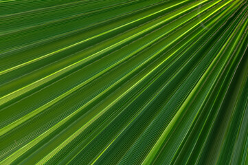 Fototapeta premium Intricate patterns of sunlight illuminating vibrant palm fronds in a tropical setting