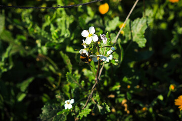 White and yellow flowers in the field. Bumblebee on a flower 