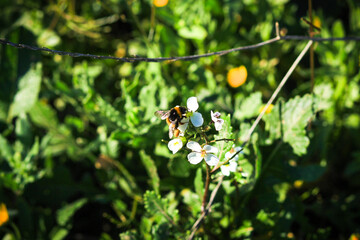 White and yellow flowers in the field. Bumblebee on a flower 