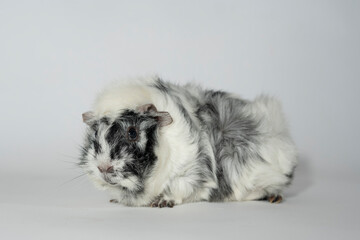 Meerschweinchen rosette tier Nager
