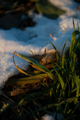 wiese schnee kalt frost winter