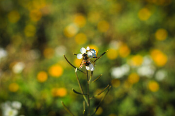 White and yellow flowers in the field. Bumblebee on a flower 