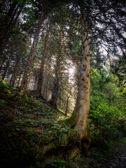Serene Forests Of The Karwendel Mountains With Lush Green Plants And Vibrant Summer Flowers Along Hiking Trails Under A Bright Blue Sky