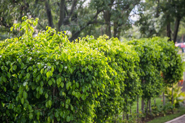 Green foliage inside a garden