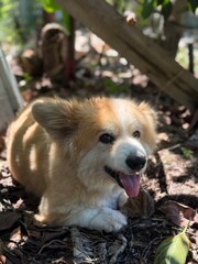 A playful corgi enjoys a relaxing outdoor day in a beautiful, sunny natural setting