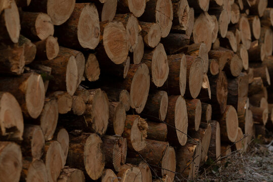 Freshly cut logs are neatly stacked in an outdoor setting on a frosty winter day. The scene highlights the textures of the wood against the crisp, cold atmosphere