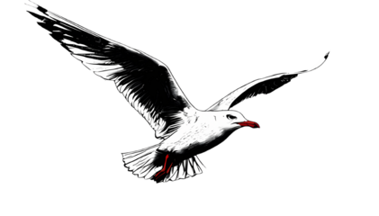 gabbiano con le ali spiegate in volo su di un cielo azzurro, Seagull with outstretched wings flying over a blue sky