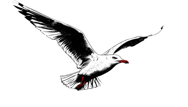 Seagull clip art preview