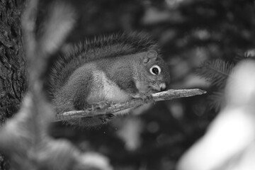 Parc Appalaches 24 Décembre Au 2 Janvier 2025 N&B