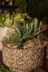 Close-up of Succulent Plants in Ornate Decorative Pot. This close-up image showcases a beautifully...