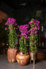 Bougainvillea Plants in Elegant Pots. This image captures the vibrant beauty of bougainvillea plants in full bloom, showcasing their striking purple flowers against lush green leaves.