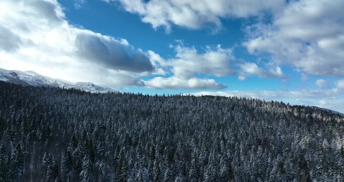 Aerial view of sunny winter day above the pine forest cowered with snow on the mountain