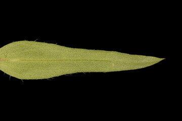 Bitter Fleabane (Erigeron acris). Cauline Leaf Closeup