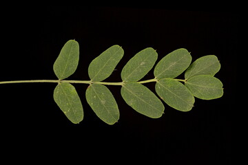 Siberian Pea-Tree (Caragana arborescens). Leaf Closeup