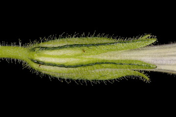Painted Tongue (Salpiglossis sinuata). Calyx Closeup