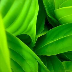 Fototapeta premium green leaves background, close up of green leaves