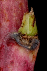Raspberry (Rubus idaeus). Lateral Bud Closeup
