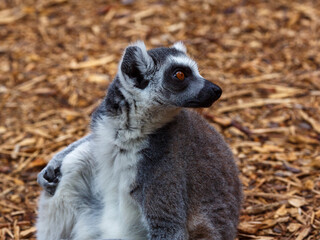 The ring-tailed lemur , or ring-tailed lemur , or catta ( Latin- Lemur catta ), is the most famous...