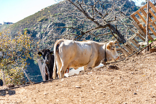 Due mucche in una zona di stallo
