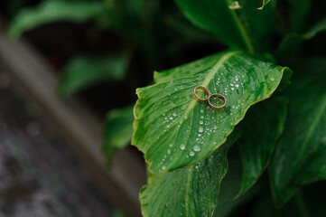 Close-Up of Wedding Rings Resting on Dewy Green Leaf