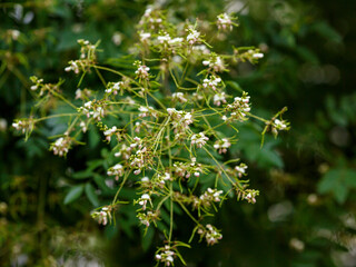 Sophora japonica , or Japanese pagoda tree ( Latin- Styphnolóbium japonicum ) is a deciduous tree;...