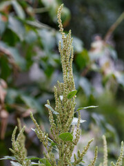 Retroflexed amaranth, spicate amaranth, retroflexed pigweed, common pigweed, beetroot [( lat....