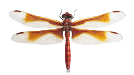 Dragonfly, isolated on transparent or white background