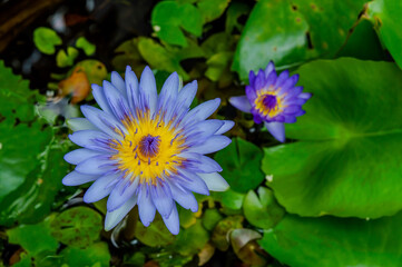 purple water illy, violet lotus flower with yellow pollen covered by small droplets of rain with green pad and small puddle in background