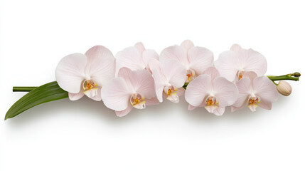 Obraz premium Delicate pink orchid branch with lush green leaves, perfect for decor