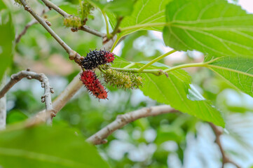 mulberry ready to eat on trees