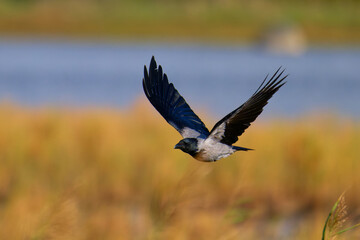 	
Nebelkrähe im Flug bei der Futtersuche