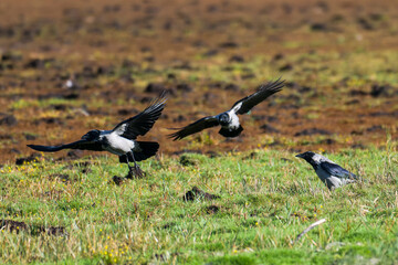 Nebelkrähen bei der Landung im Herbst auf einer Wiese
