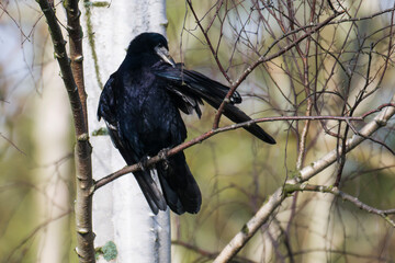  Saatkrähe (Corvus frugilegus)