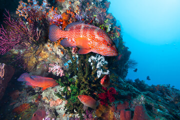 Photo of coral colony with coral fishes.
