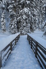 Eine mit Schnee bedeckte Brücke führt über den Lanzenbach auf dem Kojen-Schichtkamm in Oberstaufen. Im Hintergrund sind verschneite Nadelbäume in den Allgäuer Alpen zu sehen. 