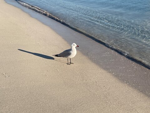 seagull on the beach - Powered by Adobe