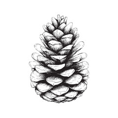 forest cones vector design isolated on white background - forest cones sketch