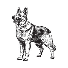 Fototapeta premium German Shepherd sketch- Dog sketch, vector illustration on white background