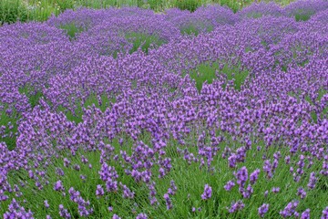 Obraz premium Serene Lavender Flowers Swaying Gracefully in the Gentle Breeze During Golden Hour Light in Scenic Countryside Landscape, Captured in Wide-Angle View