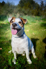 Obraz premium dog, beagle, pet, animal, puppy, cute, portrait, white, canine, brown, grass, terrier, breed, pedigree, mammal, domestic, adorable, young, isolated, doggy, sitting, purebred, happy, pets, small 