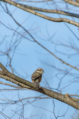 振り返るモズの愛らしい表情