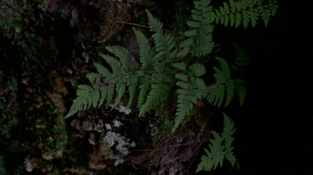 Fern leaves in firest after rain	