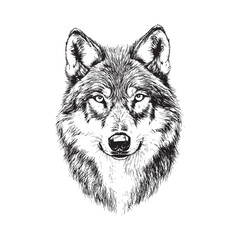 Wolf vector design isolated on white background - wolf sketch