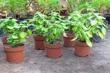 Seedlings of houseplants are prepared for planting in garden. Landscape. Cottage garden. Sunny.