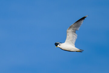 Sturmmöwe (Larus canus) im Herbst 
