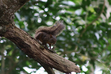 Squirrel