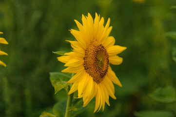 Vibrant Sunflower Bloom Against Lush Green Background