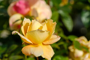 黄色いバラの温かみのある美しさ
